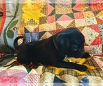 Puppy Purple Girl Pug