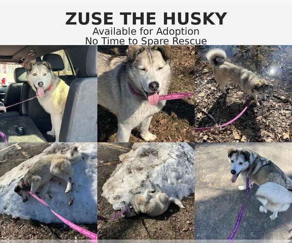 Medium Photo #4 Gerberian Shepsky Puppy For Sale in Foristell, MO, USA