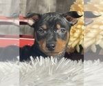 Small #4 Miniature Pinscher