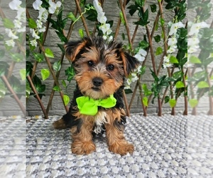 Yorkshire Terrier Puppy for sale in OCALA, FL, USA