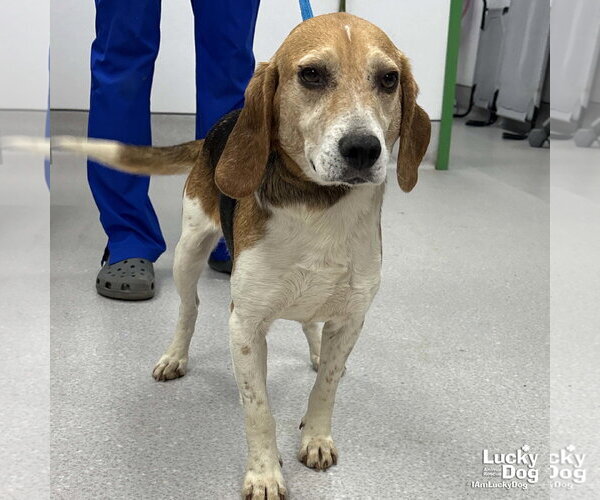 Medium Photo #4 Beagle-Unknown Mix Puppy For Sale in Washington, DC, USA