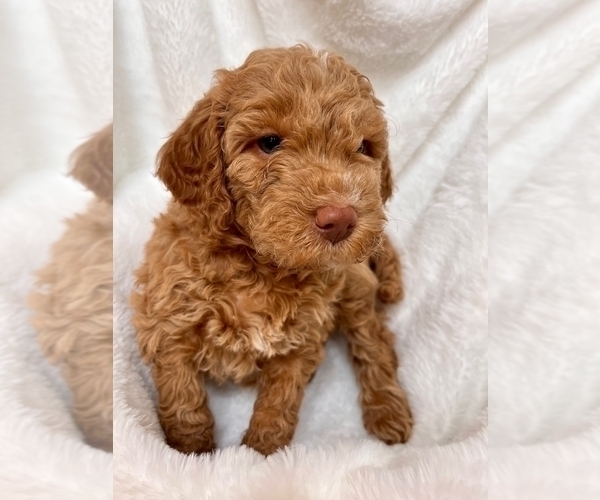 Medium Photo #1 Goldendoodle Puppy For Sale in EDMONDS, WA, USA