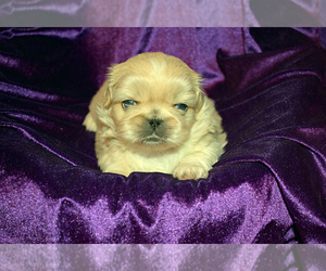 Pekingese Puppy for Sale in COLUMBIA, South Carolina USA