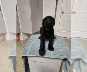 Medium Schnauzer (Giant)
