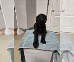 Puppy Lt Blue 9 Schnauzer (Giant)