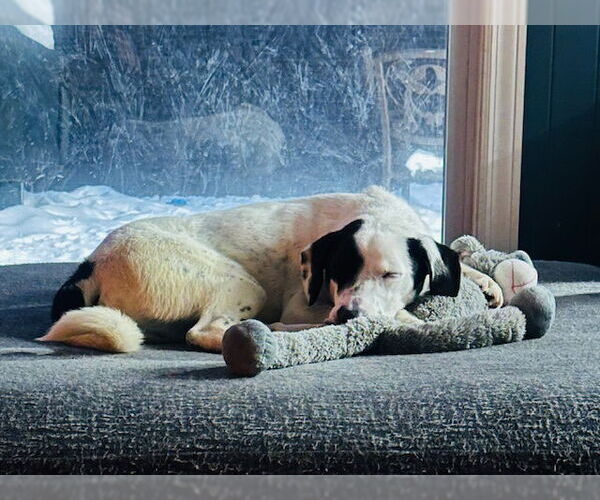 Medium Photo #2 Colonial Cocker Spaniel-Labrador Retriever Mix Puppy For Sale in Plainfield, IL, USA