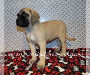 Mastiff Puppy for sale in CABOOL, MO, USA