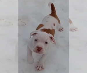 American Bully-American Pit Bull Terrier Mix Puppy for sale in LUDINGTON, MI, USA