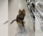 Small #1 German Shepherd Dog