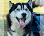 Small #11 Siberian Husky