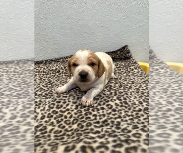 Medium Photo #2 Beagle-Unknown Mix Puppy For Sale in Euless, TX, USA