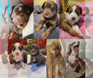 Aussiedoodle Puppy for sale in GREENSBURG, PA, USA