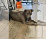 Small #3 Staffordshire Bull Terrier Mix