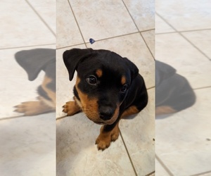 Rottweiler Puppy for sale in HAGERSTOWN, MD, USA