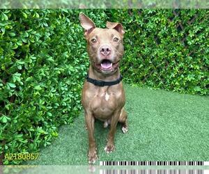 American Pit Bull Terrier Dogs for adoption in West Palm Beach, FL, USA