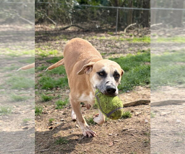 Medium Photo #2 Labrador Retriever-Unknown Mix Puppy For Sale in Jefferson, WI, USA