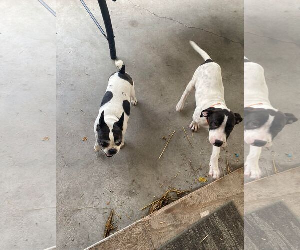 Medium Photo #4 Mutt Puppy For Sale in Poplar Bluff, MO, USA