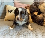 Small Photo #1 Miniature Australian Shepherd Puppy For Sale in DEL CITY, OK, USA