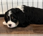Small Photo #42 Bernedoodle Puppy For Sale in MARTINSVILLE, IN, USA