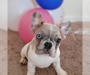 French Bulldog Puppy for sale in TAMPA, FL, USA