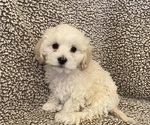 Small #2 Havanese-Poodle (Toy) Mix