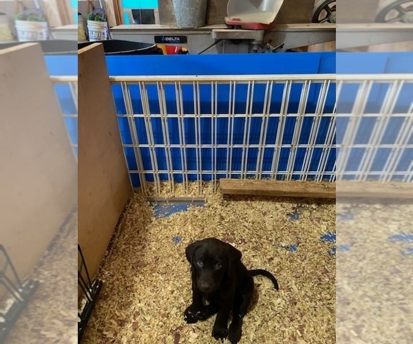 Medium Photo #4 Labrador Retriever Puppy For Sale in BATTLE GROUND, WA, USA