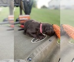 Small Photo #1 Labrador Retriever Puppy For Sale in SMITHS GROVE, KY, USA