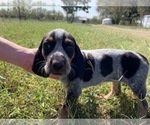 Small #1 Bluetick Coonhound
