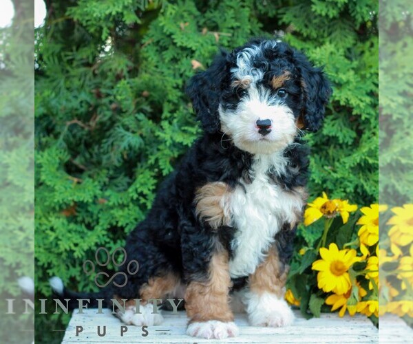 Medium Photo #1 Bernedoodle (Miniature) Puppy For Sale in LITITZ, PA, USA
