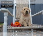 Puppy Pink Collar Golden Retriever