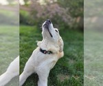 Small #3 Great Pyrenees