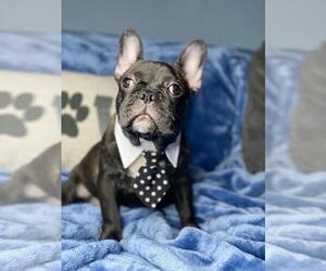 French Bulldog Puppy for sale in BOSTON, MA, USA