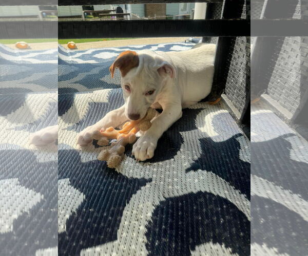 Medium Photo #25 Bullboxer Pit Puppy For Sale in Germantown, OH, USA