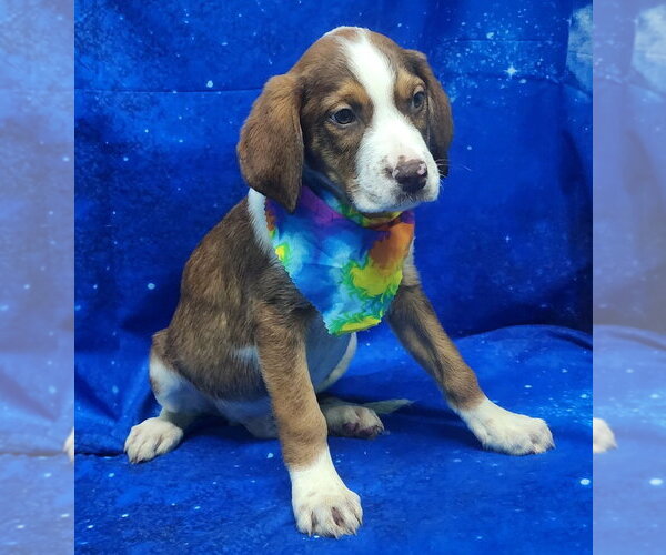 Medium Photo #2 Labrador Retriever-Unknown Mix Puppy For Sale in Wetumpka, AL, USA