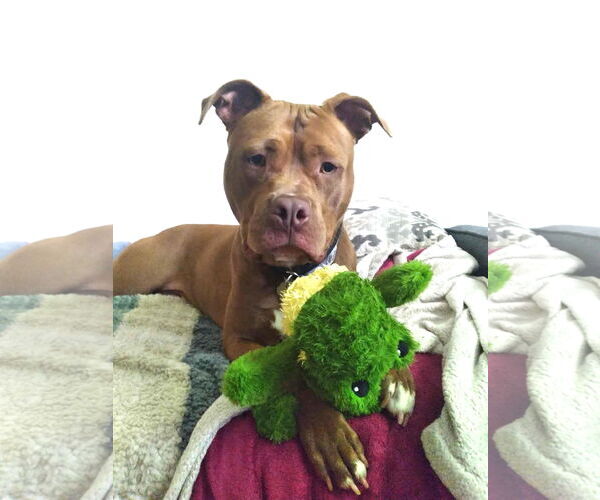 Medium Photo #9 Mutt Puppy For Sale in Rockville, MD, USA