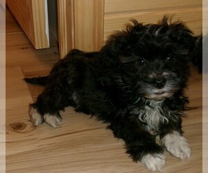 Havanese Puppy for sale in BUCHANAN, TN, USA