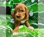 Small Photo #8 Goldendoodle Puppy For Sale in TOLEDO, OH, USA