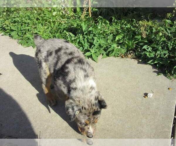 Medium Photo #4 Texas Heeler Puppy For Sale in PAOLA, KS, USA