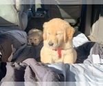 Small Photo #15 Golden Retriever Puppy For Sale in MERCED, CA, USA