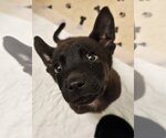 Small #4 Dutch Shepherd -German Shepherd Dog Mix
