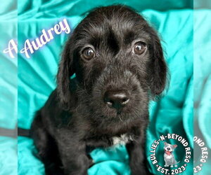 Mutt Dogs for adoption in Omaha, NE, USA