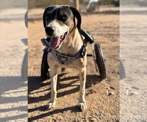 Pointer-Unknown Mix Dogs for adoption in Queen Creek, AZ, USA