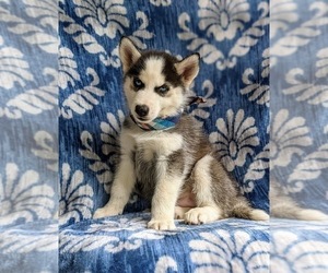 Siberian Husky Puppy for sale in QUARRYVILLE, PA, USA