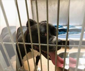 American Pit Bull Terrier Dogs for adoption in Martinez, CA, USA