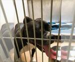 Small American Pit Bull Terrier