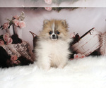 Puppy 9 Pomeranian