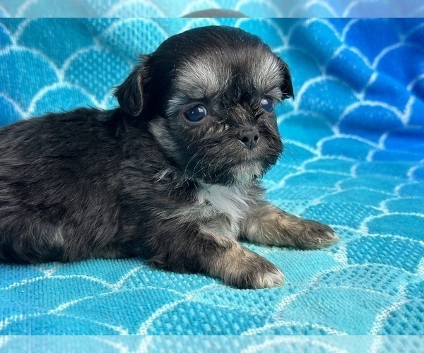 Medium Photo #5 ShihPoo Puppy For Sale in SILEX, MO, USA