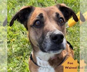 Mutt Dogs for adoption in Pleasanton, CA, USA