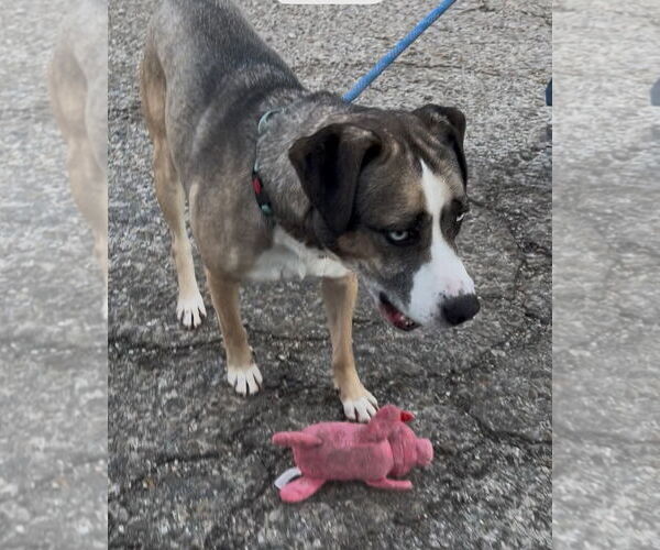 Medium Photo #6 Siberian Husky-Unknown Mix Puppy For Sale in Woodland Hills, CA, USA