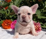 Puppy Hunter French Bulldog